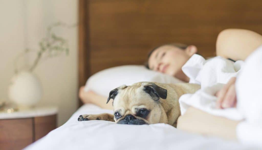 A small pug lies on a bed next to a sleeping person, resting its head on the blanket and looking toward the camera. The calm, softly lit room hints at better sleep for both pet and owner.
