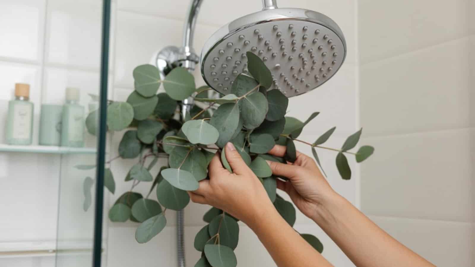 A person hangs a DIY shower bundle of fresh eucalyptus branches on a silver showerhead in a modern bathroom with white tiles and bottles on a glass shelf in the background, creating a spa-like shower experience.